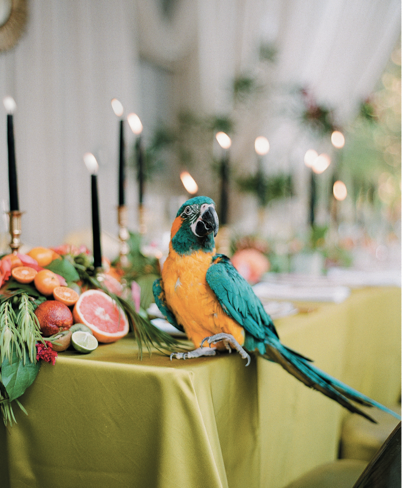 Vault member and photographer Anne Rhett arranged for two tropical birds—Buddy, the blue-throated macaw and Neena the golden conure—to be on-site through their handler Backyard Treasures, which led to many a laugh and photo op.