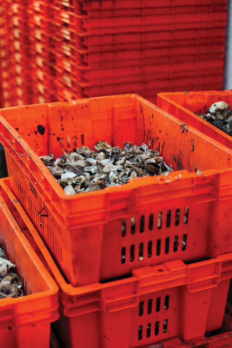 The harvested selects pass through the grader, which sorts them by size. The holes get progressively bigger as the shells tumble down and fall into bins with similarly sized oysters.