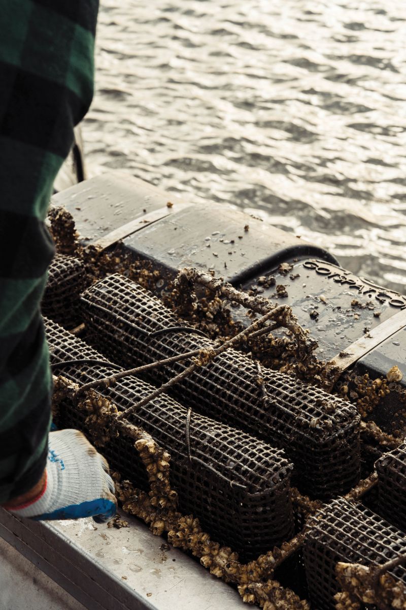 Oysters growing in mesh bags.