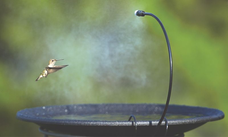 bird bath for hummingbird