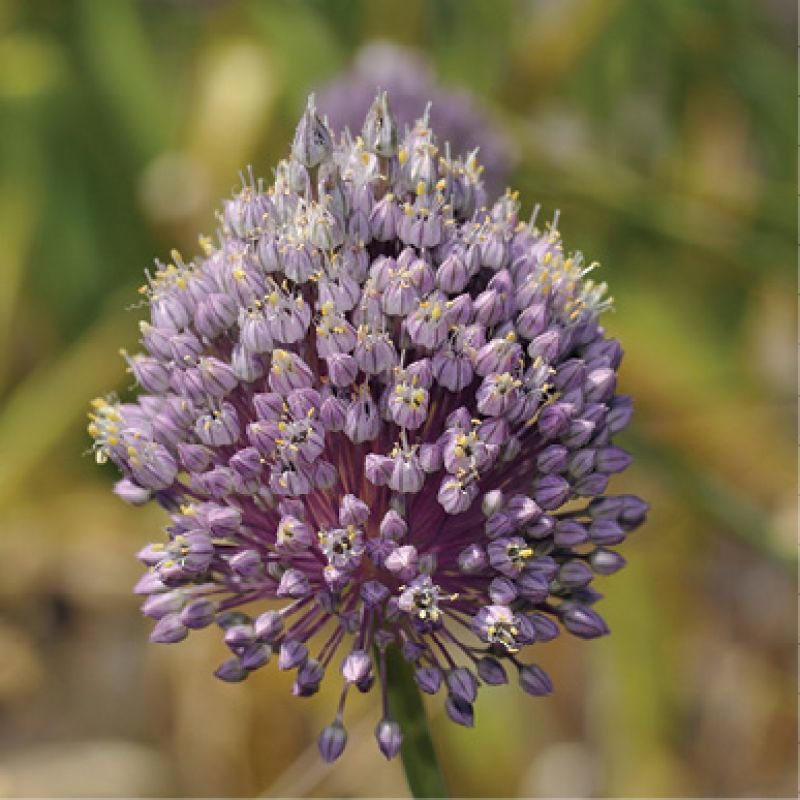 Leeks (Allium ampeloprasum)