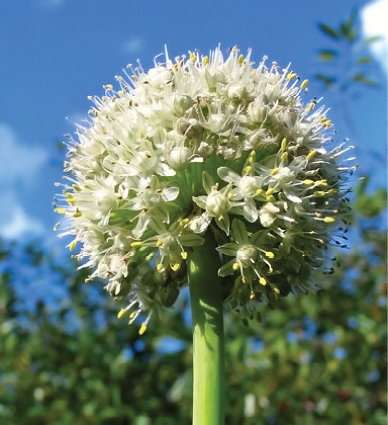 Garlic (Allium sativum)