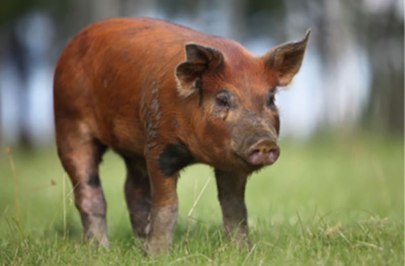 Pig Personality: “Growing up around hogs, I always favored the Duroc’s color and confident stance.”