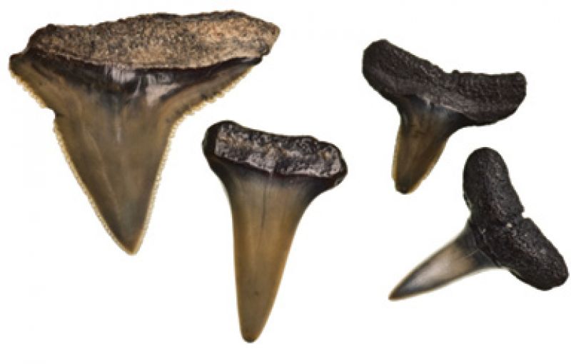 Fossil Finds: “I love to hunt for sharks’ teeth, and I’ve found some really cool ones. None from a Megalodon, but I have found some from sharks that are now extinct.”