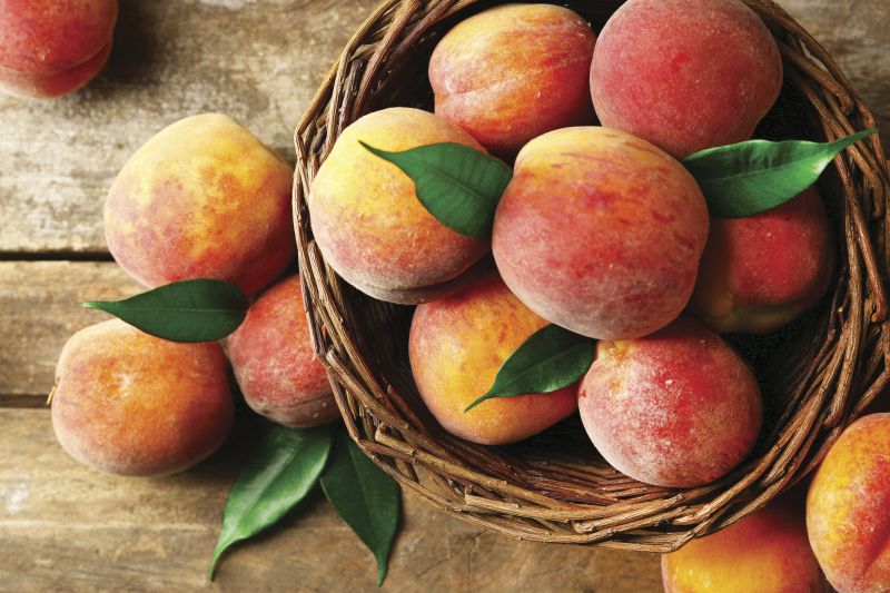 Summer Harvest: - “It’s a tie between corn and peaches. I could live on those two things the whole season long, easily.”