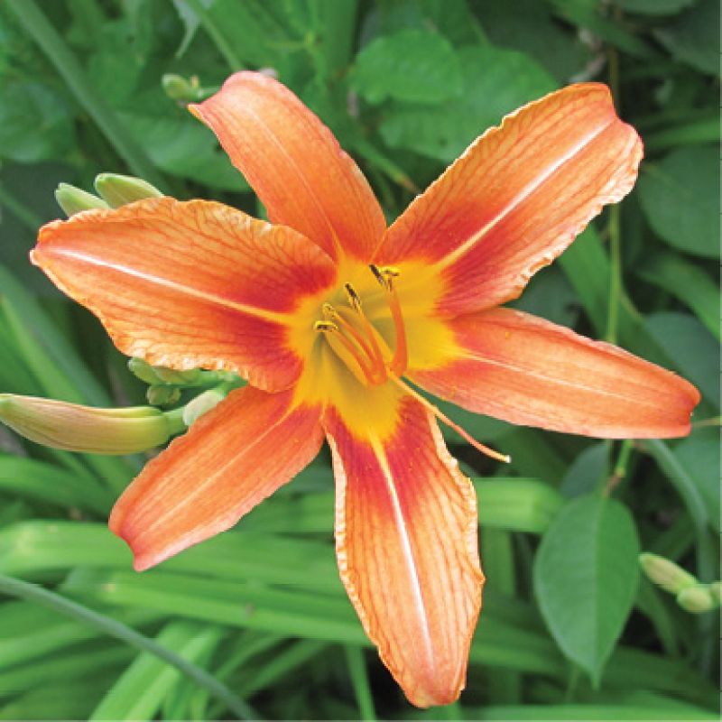 Daylily (Hemerocallis fulva)