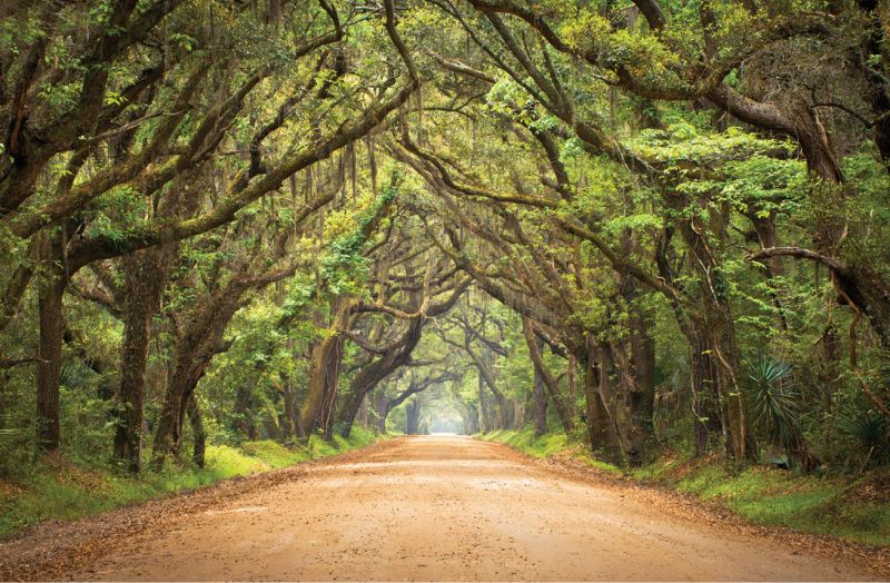 An allée of oaks on Edisto Island’s Botany Bay Road leads to the former plantation, now an ­environmental treasure managed by the South Carolina Department of Natural Resources.