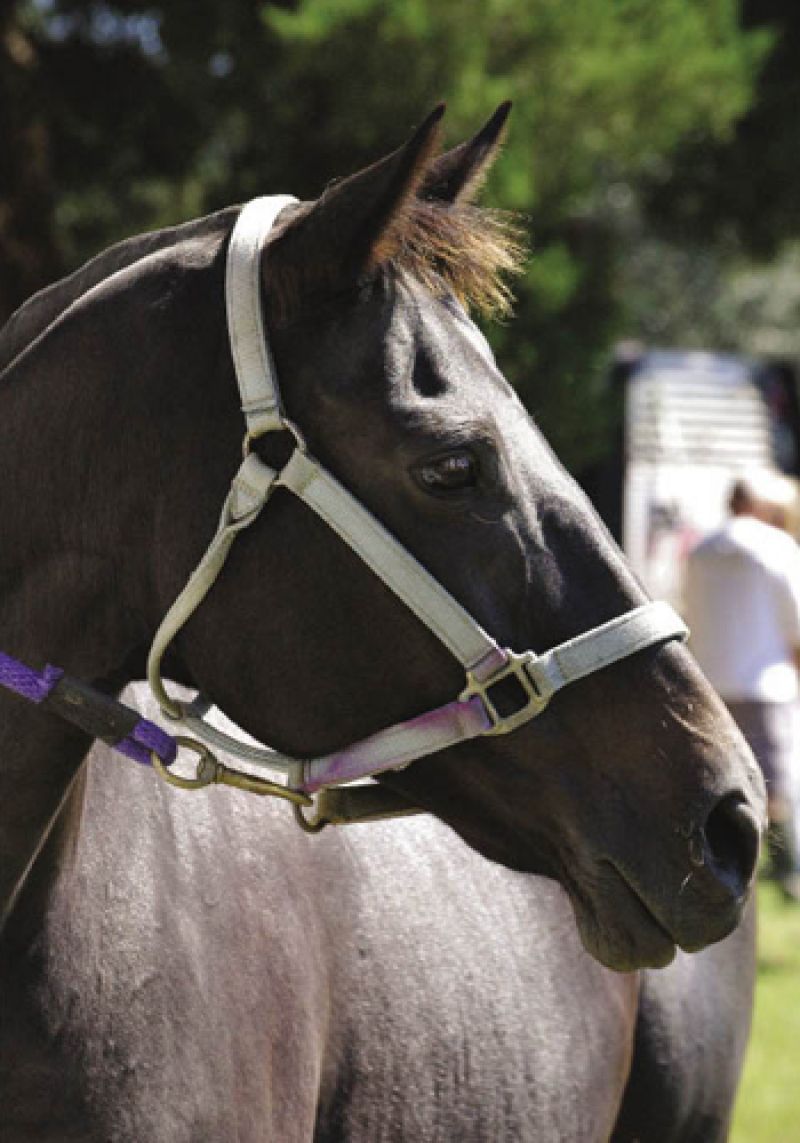 Although “polo pony” is the traditional term for these athletic animals, Thoroughbreds, such as mare Mamba, and quarter horses are the most common breeds used for the game.