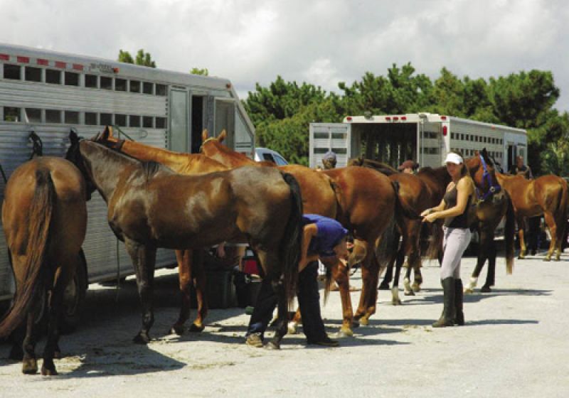 Preparation for a match starts in the early morning with unloading a string of six to eight mounts per player, braiding their tails, and wrapping their legs.