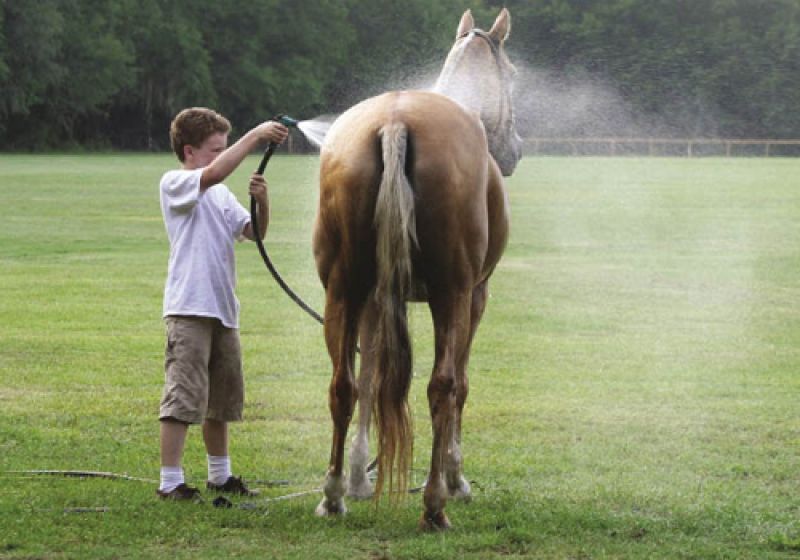 Children—such as Mason Sease who is hosing down his mom’s horse, are part of the horse aftercare routine