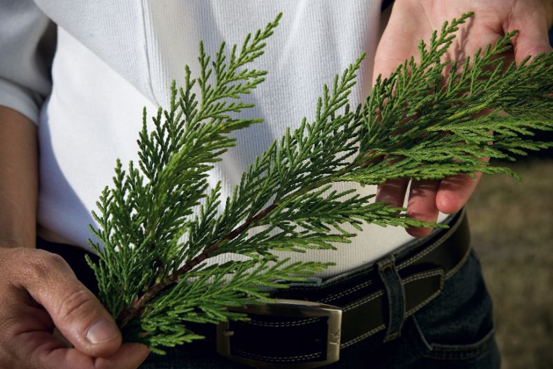 soft blue-green foliage with a great pine scent.