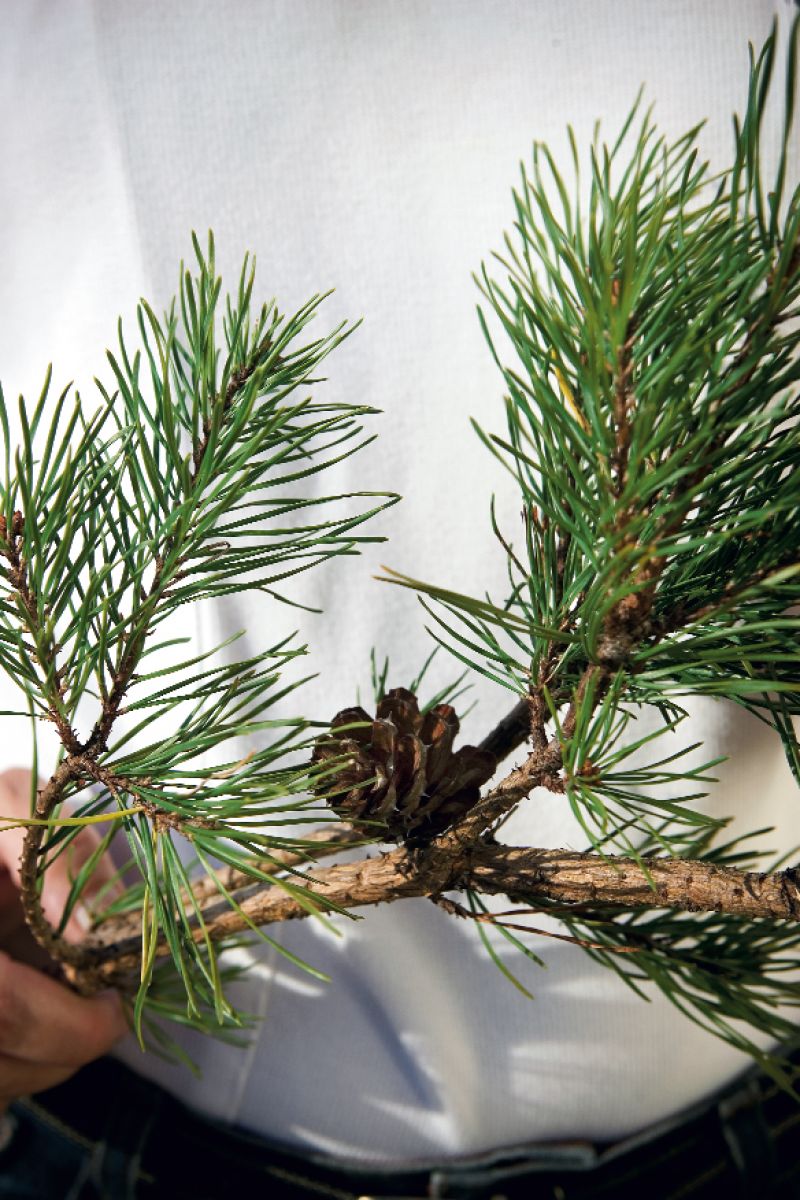 Virginia Pine: This is the most popular Christmas pine on South Carolina tree farms. Native to our state