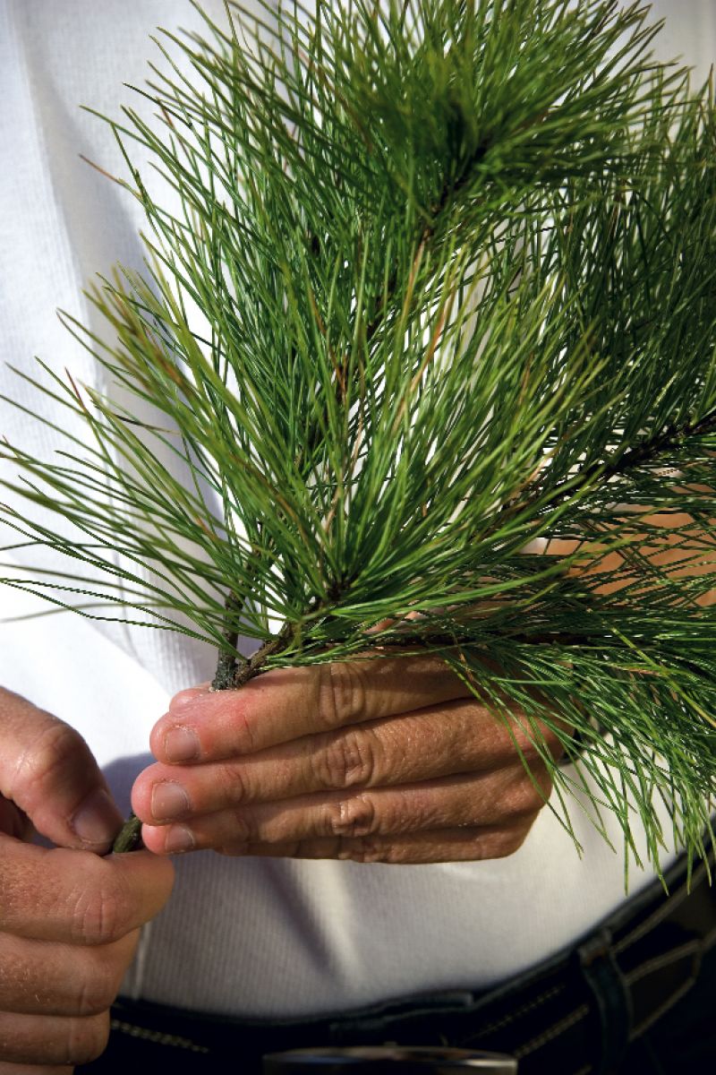 this tree sports sturdy limbs and has a long-lasting pine scent.