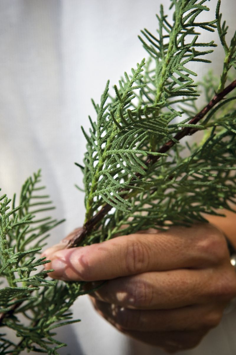 White Pine: Though not indigenous to South Carolina