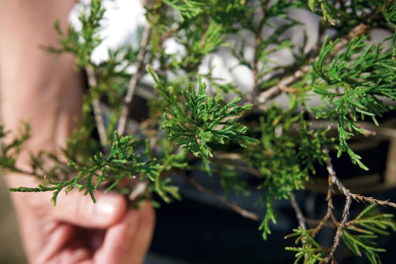 the white pine that fares well here features long-lasting