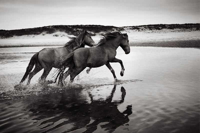 <em><strong>Mane Tales:</strong> In </em>Soul Mates and Protector<em> (next image)</em>,<em> Doggett captures the personalities of the Sable Island horses he has come to know through repeated visits to the isolated spit of land. </em>