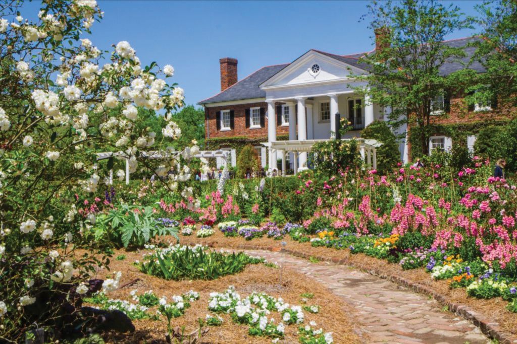 A profusion of antique roses ramble through an acre of formal gardens that form the shape of a butterfly in front of the 1930s mansion. (Below) A honeybee feeds from a pincushion flower.