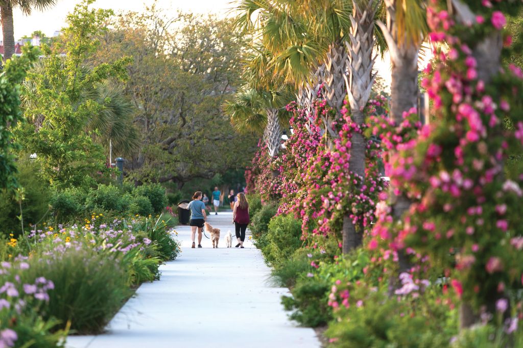 ‘Peggy Martin’ roses wind around the palmetto palms in hot-pink garlands.