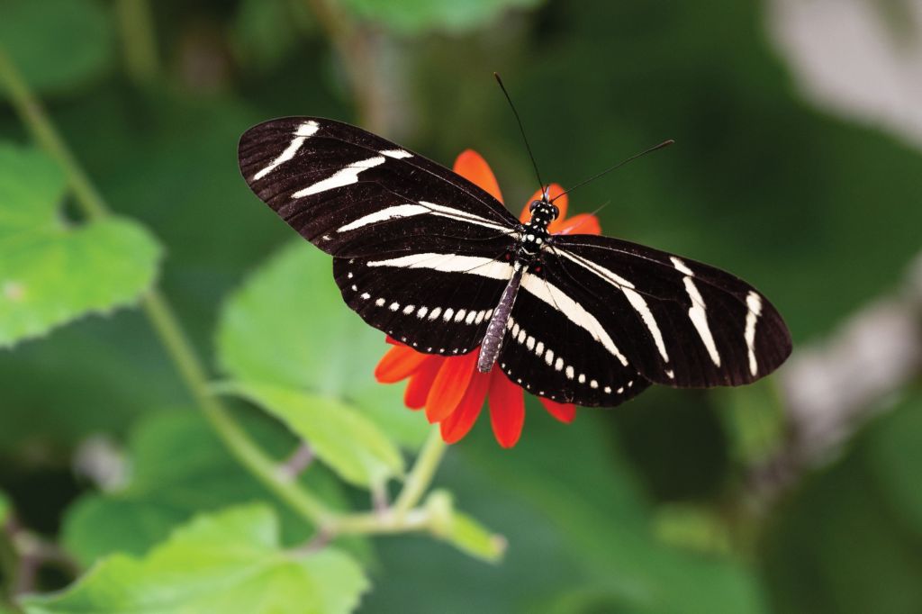 A zebra longwing feeds from a flower in the butterfly house.   