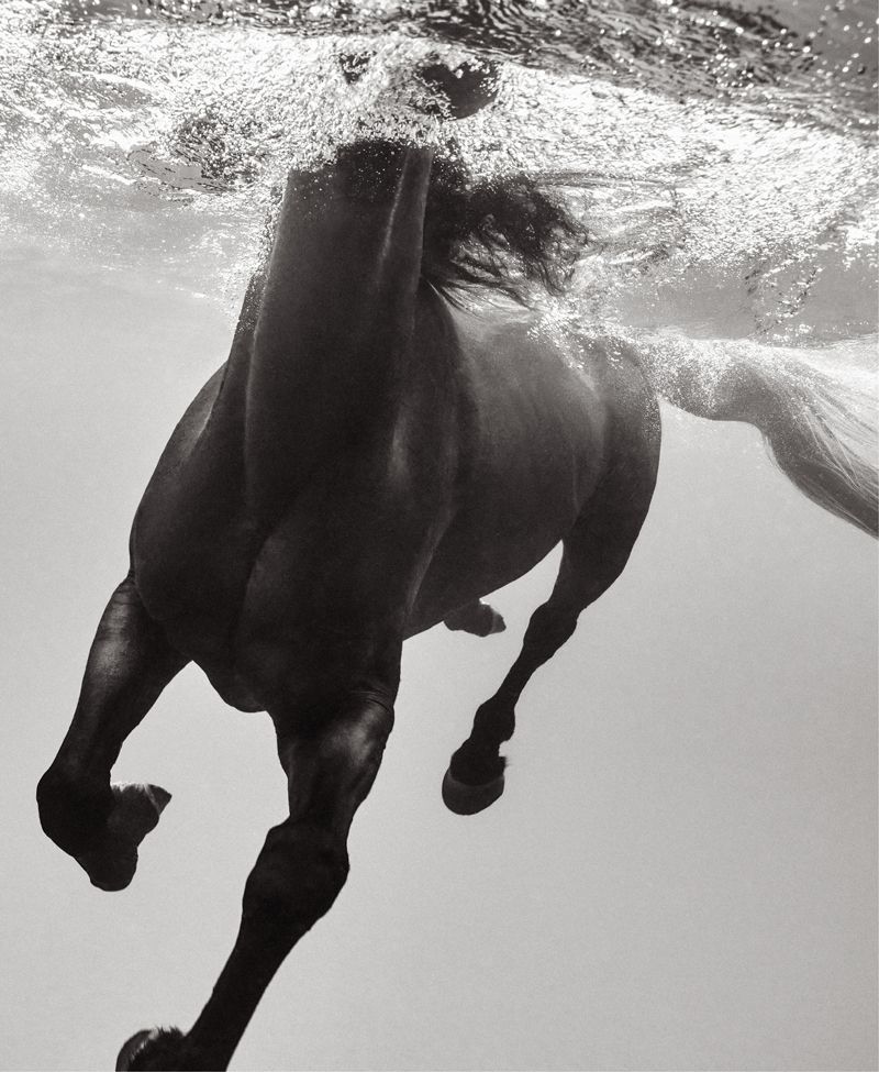 <strong>Immersion</strong><em><strong>:</strong> Doggett’s “Equus: Underwater Rhythm” limited-edition series is his most recent project, building on his enduring fascination with horses. </em>