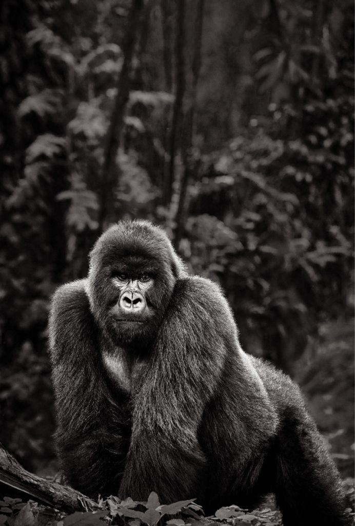 <em><strong>Eye to Eye:</strong> Emperor, an image from Doggett’s mountain gorilla series; “Coming face-to-face with an animal that resembles a variation of yourself—it took my breath away,” he says.  </em>