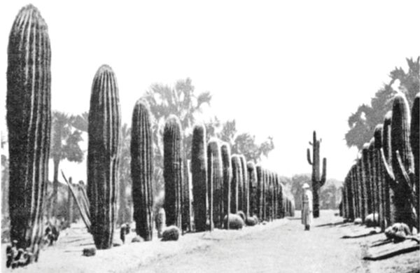 The especially unique cactus garden, then one of the largest private collections of cacti in the world.