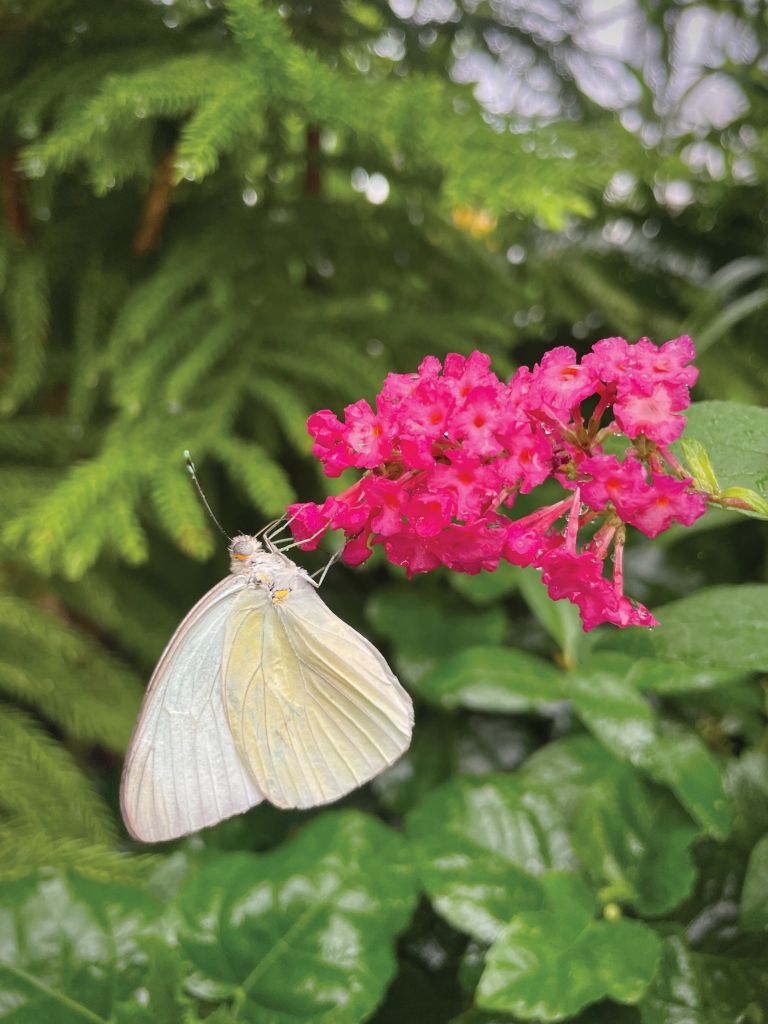 A cloudless sulphur drinks nectar from a dwarf butterfly bush.