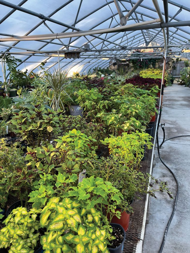 In greenhouses at Hampton Park, City of Charleston horticulturists—and a cadre of volunteers—grow some 30,000 annuals each season. They also propagate unique varieties of plants ranging from coleus (pictured) to rare camellias.