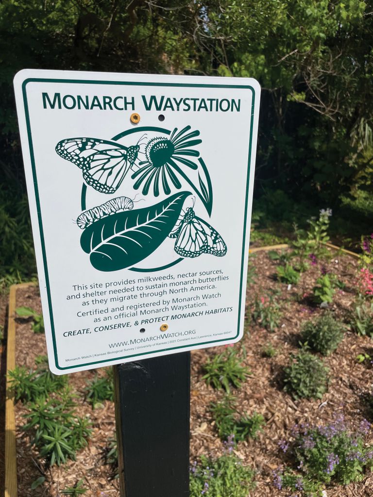 The horticulture team recently added a blooming bed of pollinator plants near the smokehouse, built in 1750. “We’re applying to be on the Monarch Waystation Registry, which lists gardens dedicated to providing butterflies with milkweed, shelter, and nectar sources,” says director of horticulture Katie Dickson. 