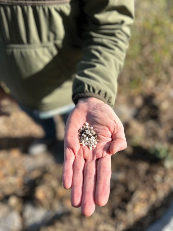 A small sampling of the nurdles—tiny pellets used to create plastic products—collected from local beaches and creek banks.