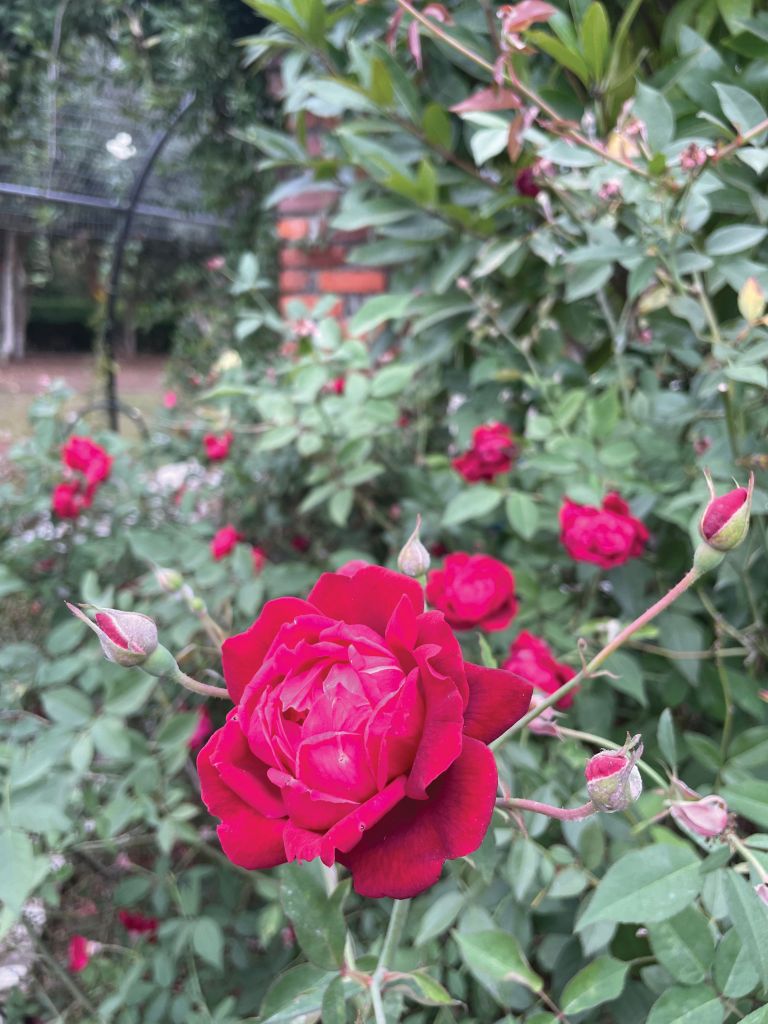 Cramoisi Supérieu’ China roses grow at the entrance to the formal garden’s new “rose tunnel,” which offers a sweetly scented entry to the camellia collection and the vibrant beds beyond. 