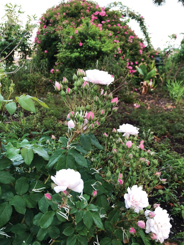 ‘Blush Noisette’ roses flowering near Rutledge Avenue.