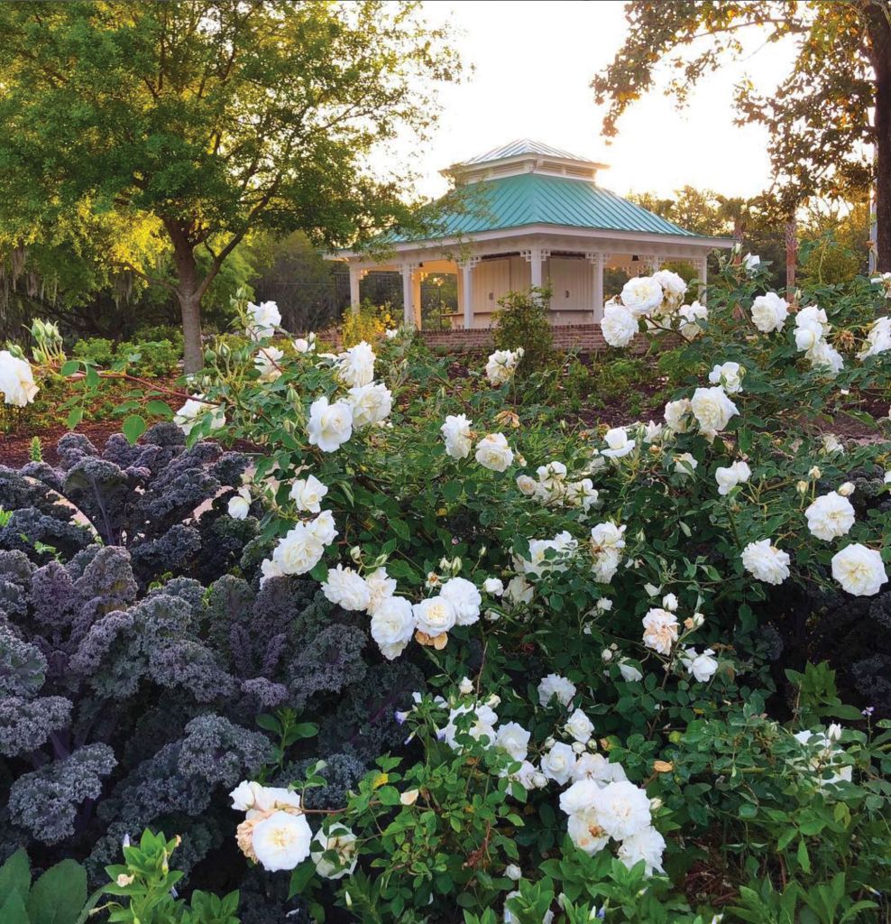 Sixteen well-labeled rose varieties, including the antique ‘Alister Stella Gray’, grow at Hampton Park’s Rose Pavilion. The gathering spot is “even more floriferous” this spring after the addition of cottage-garden-style borders, says Charleston Parks Conservancy director of horticulture Kate White.