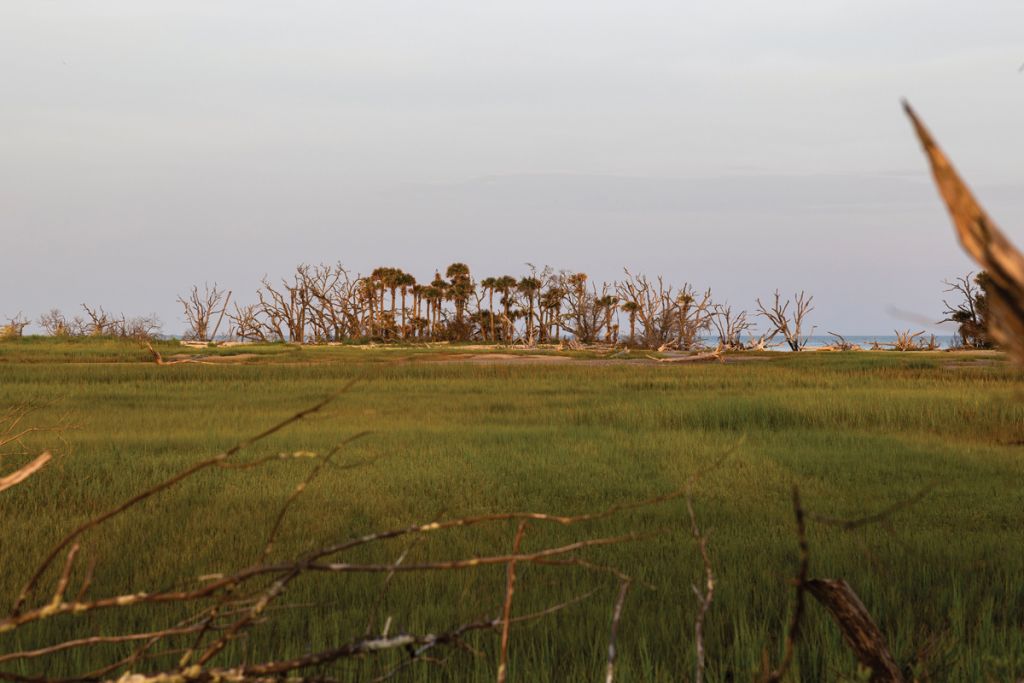 A hammock island and eroding maritime forest along the Botany Bay coast.