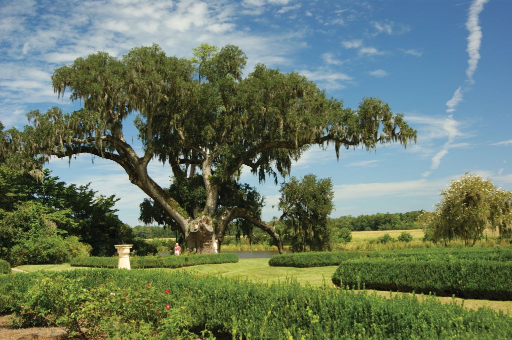 The Middleton Oak is believed to be between 900 and 1,000 years old.