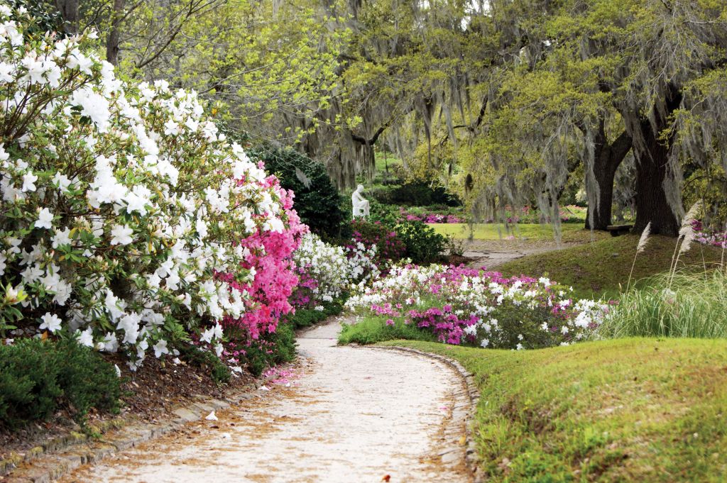 Some of the 100,000 azaleas that bloom at Middleton Place each spring.