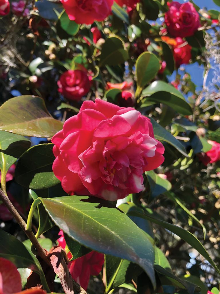 Frazier is working to clone the Reine des Fleurs camellia, dating to 1786.