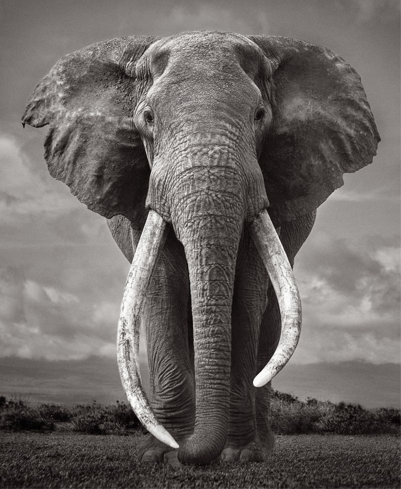 <em><strong>Colossal Undertakings:</strong> An African super tusker, one of the few massive bull elephants with tusks weighing a combined 200 pounds or more, is captured in </em>Silent Giant<em>, an image in Drew Doggett’s “Colossal Shadows” series.</em>