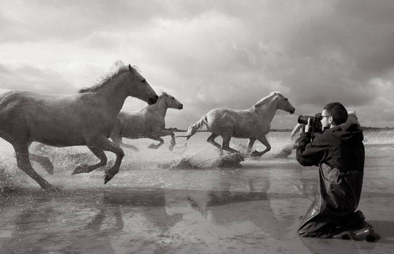 <em><strong>French Frolic: </strong>These indigenous white horses in the Camargue region of southern France are an ancient breed, believed to be descendants of a prehistoric herd. </em>