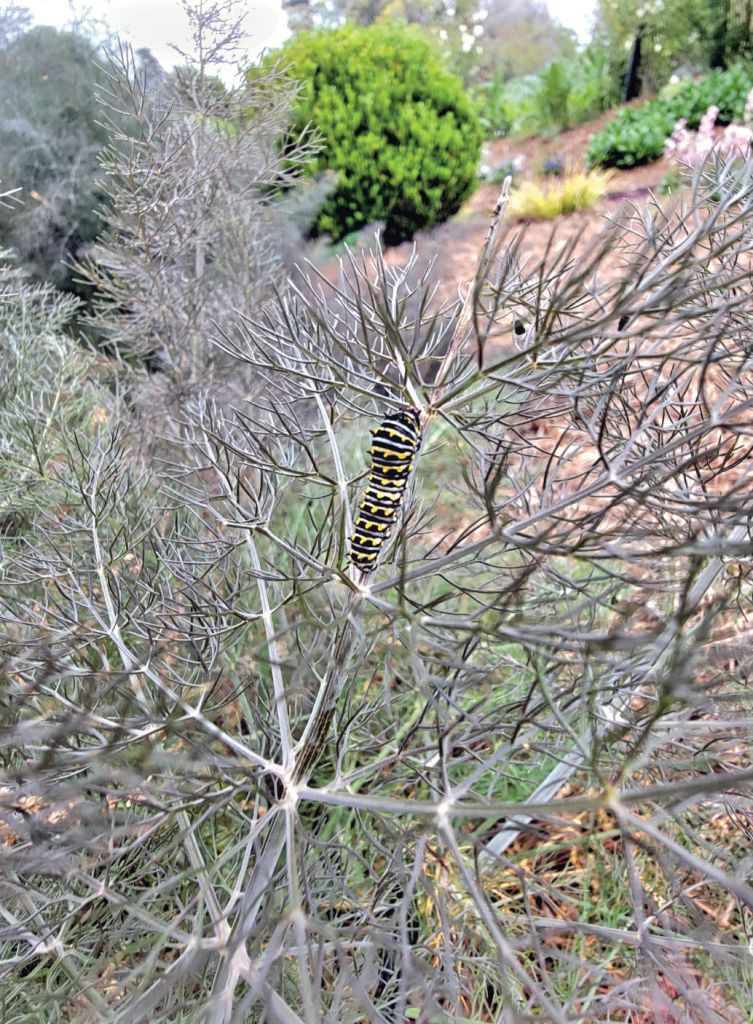 Black swallowtail caterpillars love dining on plants from the carrot family, including dill, parsley, rue, and the bronze fennel shown here.