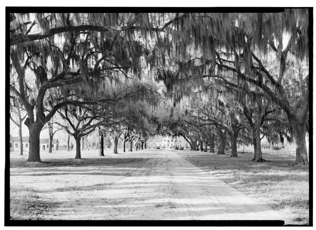 An undated photo captures Boone Hall’s oak allée, framing the mansion at the far end.