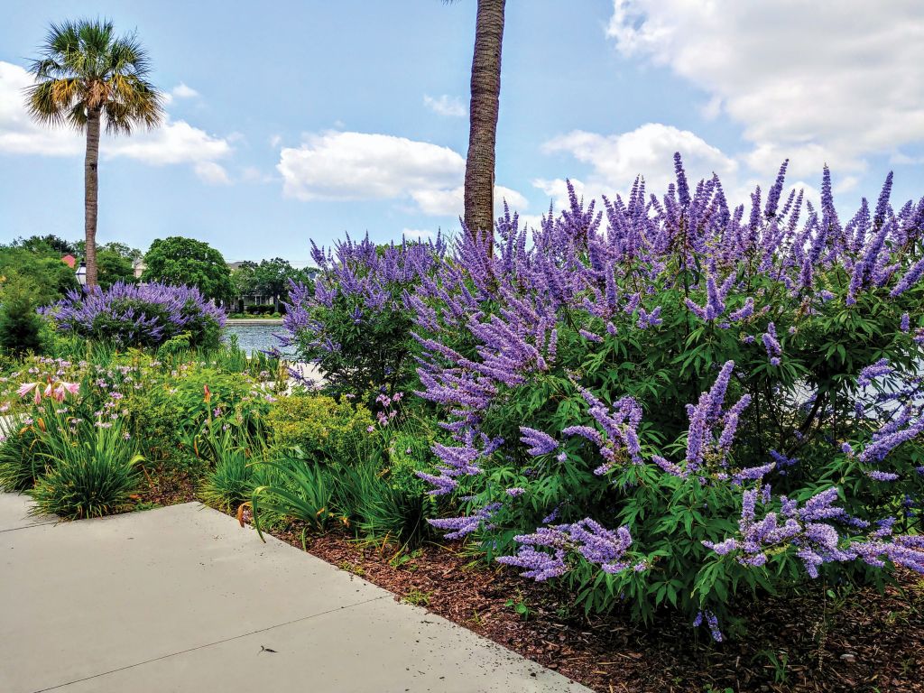 <strong>AFTER: </strong>The palmetto palms still stand, but colorful shrubs like chaste tree have joined perennials, grasses, sedges, and ground covers to fill in all around them.