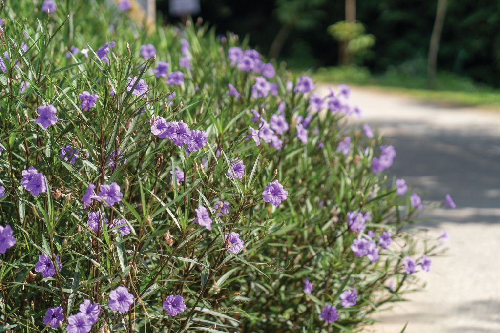 <strong>RECENTLY:</strong> A major problem with invasive ruellia has spurred minor renovations that will clear the way for new beds of pollinator plants.