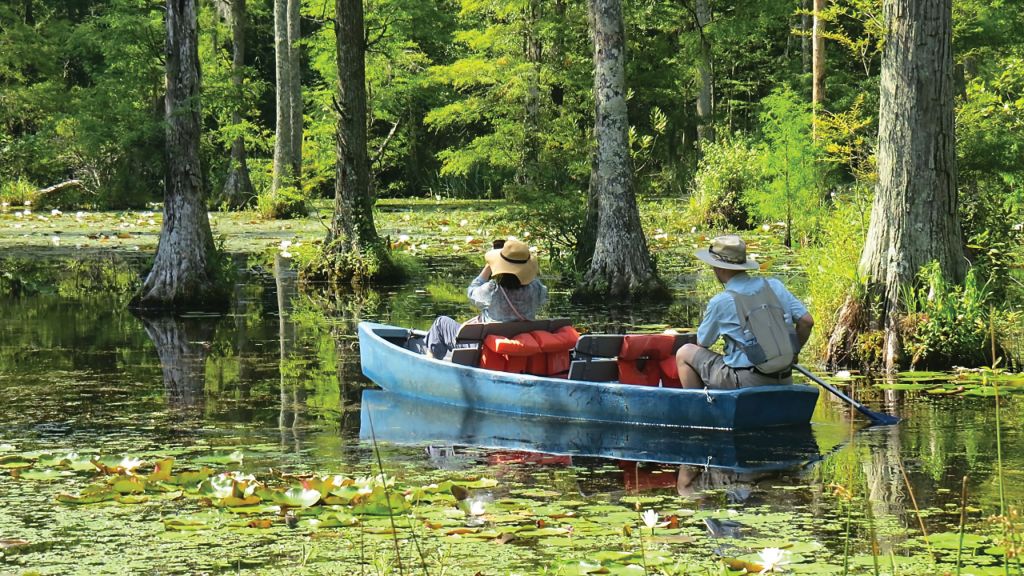 June is peak blooming season for the native white water lilies.