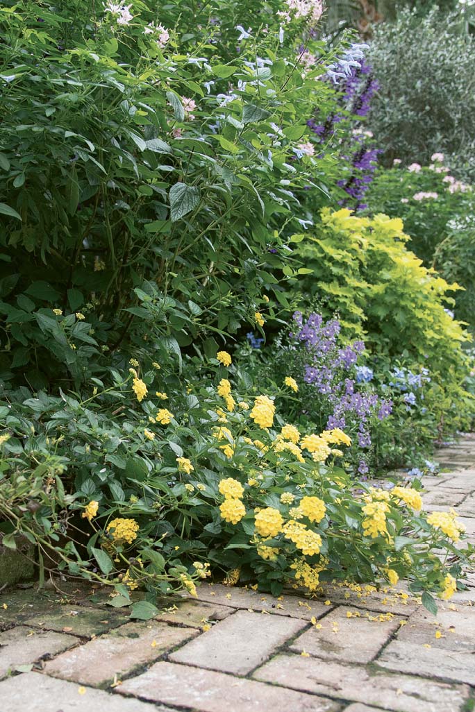 Susan added ‘Amistad’ salvia to conceal a shed, then began developing an English-garden aesthetic by planting annuals like cleome, coleus, and angelonia in drifts.