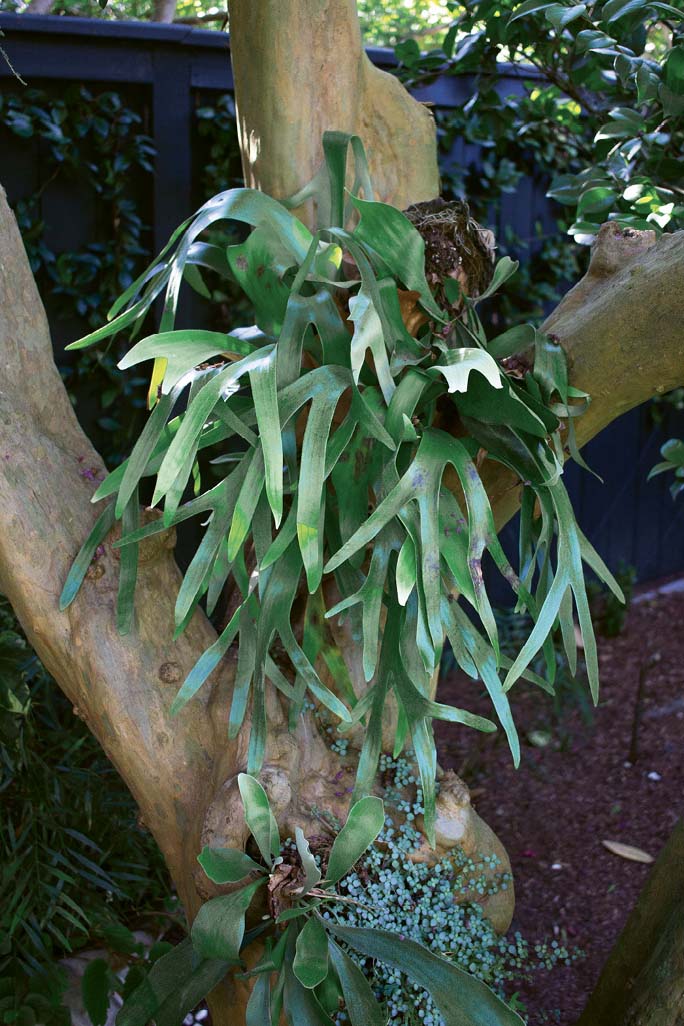 A staghorn fern in one of the crepe myrtles that toss pink confetti each summer (this one was growing over an old millstone that the Massamillos dug up and set into a walkway).