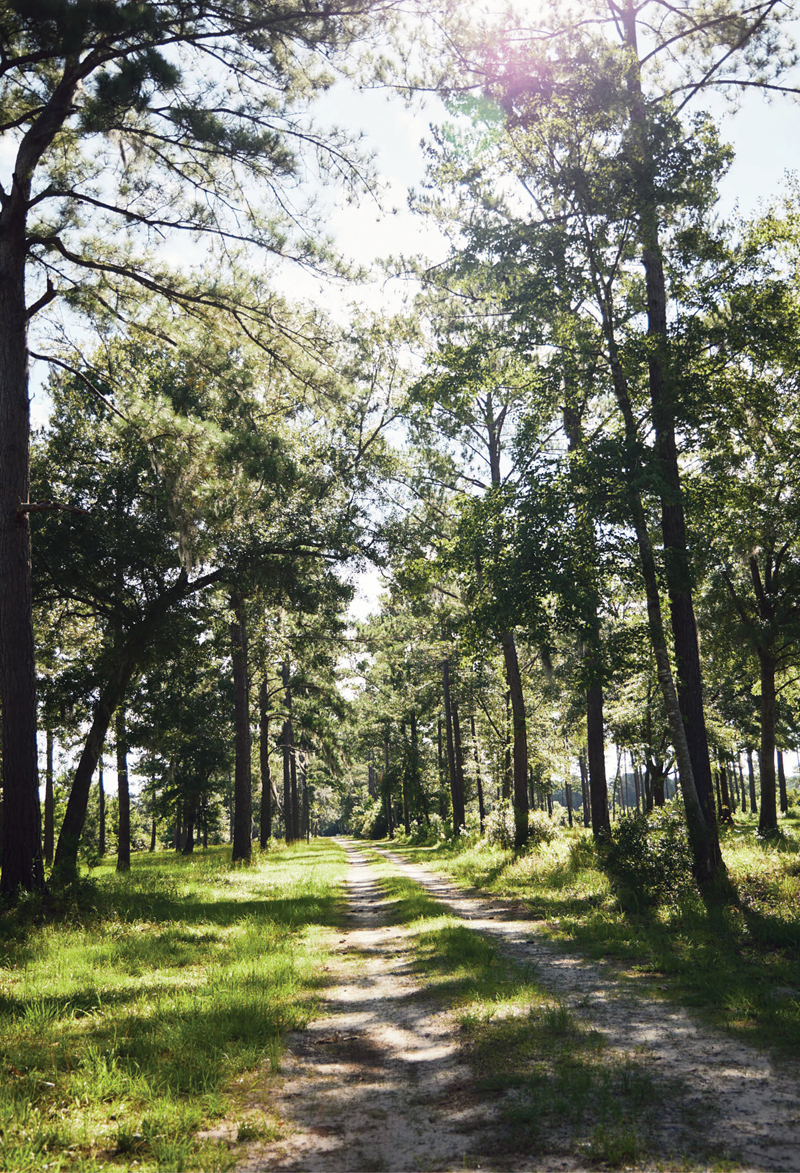 The unpaved, trail-like roads at Woodlands Nature Reserve in Charleston. It’s a popular site for music-, art-, and nature-focused events that feature camping.